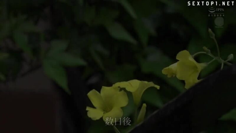 Vợ “thiếu” với chồng mải mê công việc – Nao Jinguuji